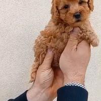 Barboncino toy albicocca 2M 2F anche a rate