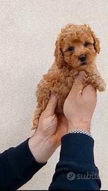 Barboncino toy albicocca 2M 2F anche a rate