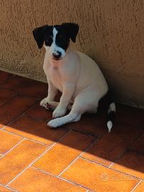 Jack Russell