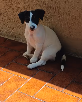 Jack Russell