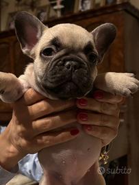 Cuccioli bulldog francese