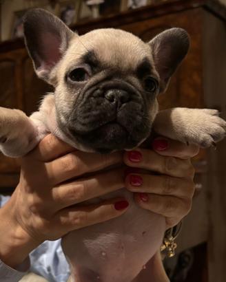 Cuccioli bulldog francese