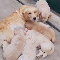 Cuccioli Golden retriever