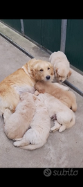 Cuccioli Golden retriever