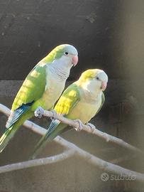 Parrocchetti monaci blu giallo verde