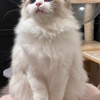 Gatto ragdoll