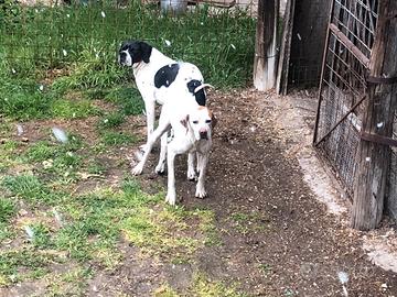 Cuccioli pointer