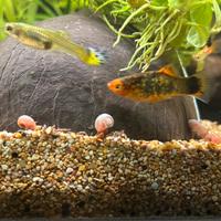 Ramshorn snail, Planorbarius corneus