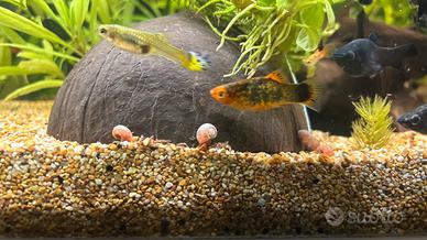 Ramshorn snail, Planorbarius corneus