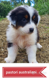 Pastore australiano