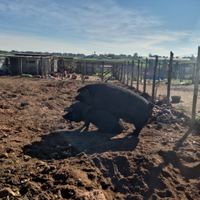 Asini capre maiali oche pecore