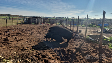 Asini capre maiali oche pecore