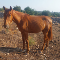 Puledra 2024 salto ostacoli top genealogia