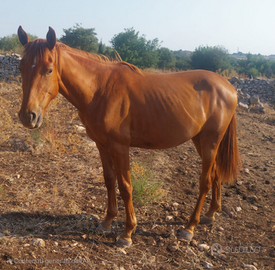 Puledra 2024 salto ostacoli top genealogia
