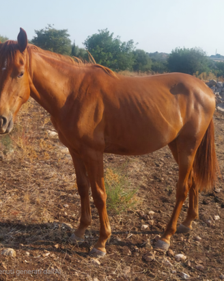 Puledra 2024 salto ostacoli top genealogia