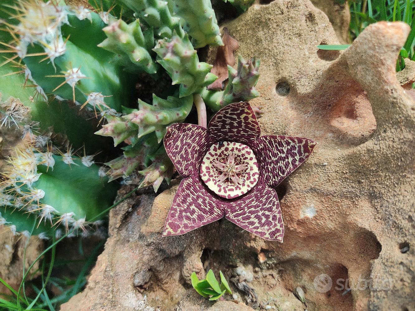 piante grasse rare - Giardino e Fai da te In vendita a Palermo