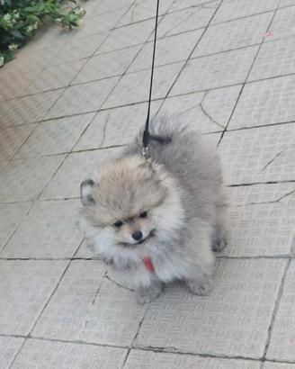 Spitz di Pomerania nano