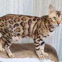 Bengala gattini cuccioli