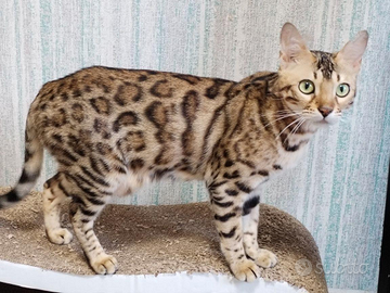 Bengala gattini cuccioli