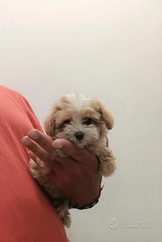 Maltipoo Mini Toy bicolor disponibili subito