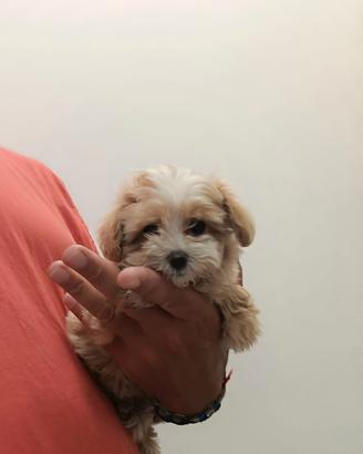 Maltipoo Mini Toy bicolor disponibili subito
