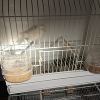 Canarino bianco recessivo