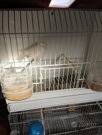 Canarino bianco recessivo