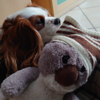 SOLO PER MONTA Cavalier King Spaniel Blenheim Masc