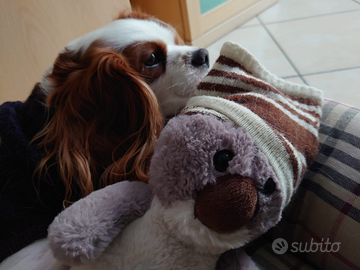 SOLO PER MONTA Cavalier King Spaniel Blenheim Masc