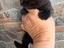 Immagine 4