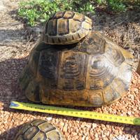 Tartaruga Testudo Graeca East Anatolian Giant
