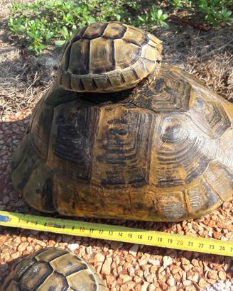 Tartaruga Testudo Graeca East Anatolian Giant