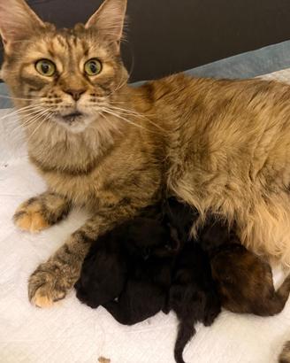 Cuccioli di Maine Coon disponibili