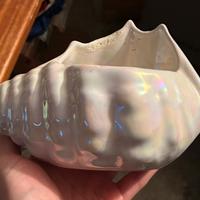 Conchiglia decorativa