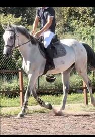 Cavallo italiano