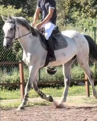 Cavallo italiano