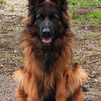 Cuccioli pastore tedesco a pelo lungo