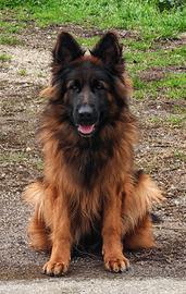 Cuccioli pastore tedesco a pelo lungo