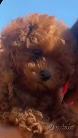 Barboncina femmina toy