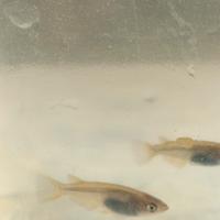 Giovani Medaka "wild" (linee blu/platinum/orange)