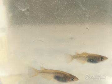 Giovani Medaka "wild" (linee blu/platinum/orange)