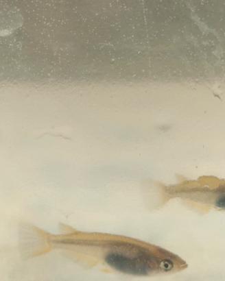 Giovani Medaka "wild" (linee blu/platinum/orange)