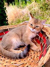 Gattino Maine Coon