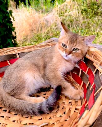 Gattino Maine Coon