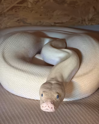 2 Coppie pitone moluro