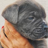 Cane corso