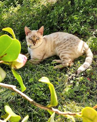 Bengala Snow Lynx per accoppiamento