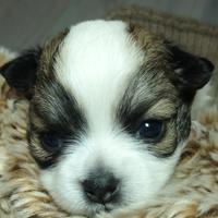 Aprile chihuahua femmina con pedigree