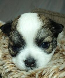 Aprile chihuahua femmina con pedigree