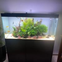 Acquario ciano emotions pro 240lt
